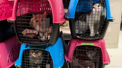 Four colorful crates containing cats