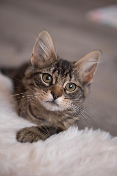 Hutton the kitten on a white fluffy blanket