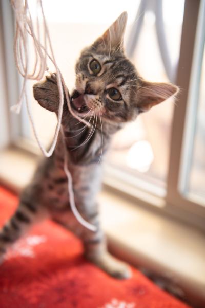 Hutton the kitten playing with a string toy