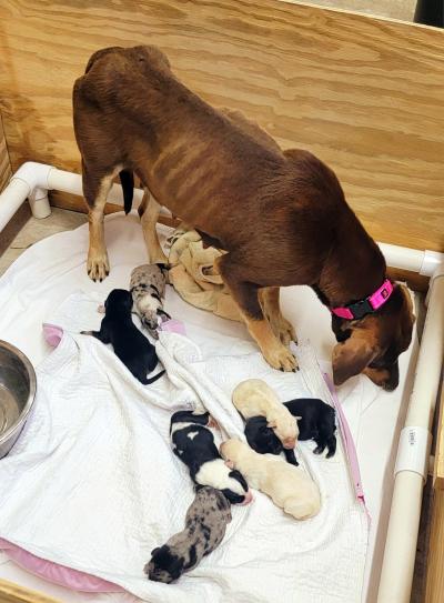 Callie the dog with her puppies surrounding her