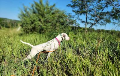 Callie the dog on a leash outside in the grass