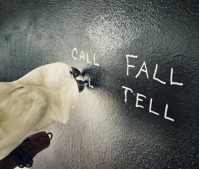 Isabelle the cockatoo parrot pointing to one of four words on a board with her beak