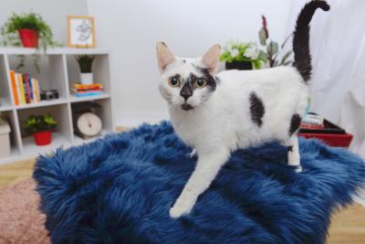 Black and white cat walking in a home setting