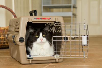 Black and white longhair cat in a transport crate with the door open