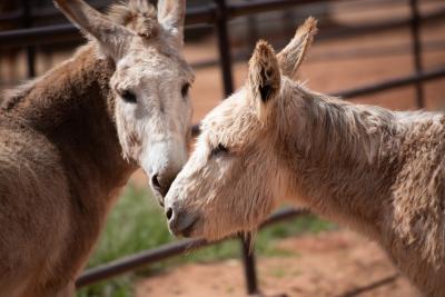 Jack and Rubia the donkeys nose to nose