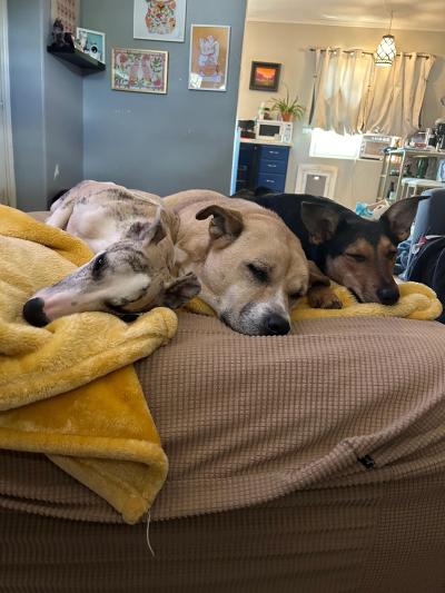 Jalapeño the dog sleeping beside two other dogs on a bed