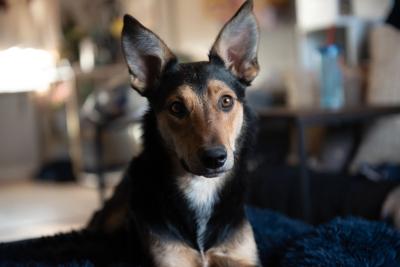 The face of Jalapeño the dog inside a home