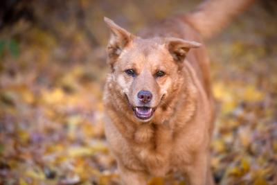 Brown dog outside in an area covered with fallen leaves