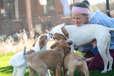 Taquito the dog playing with a litter of puppies while a person oversees them