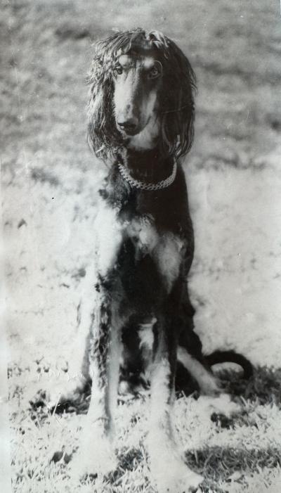 Best Friends co-founder Francis Battista's former dog Jasper