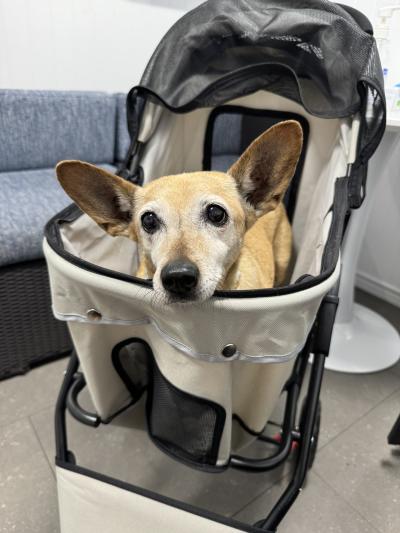 Betty the senior dog in a stroller