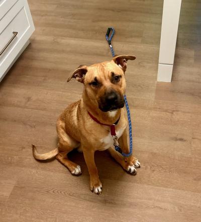 Rex the dog wearing a leash and sitting on a wooden floor