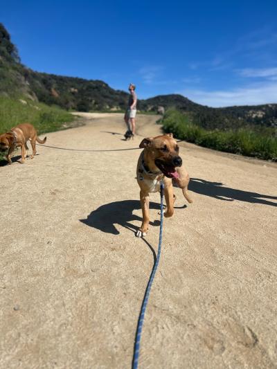 Rex the dog outside on a leash with another dog