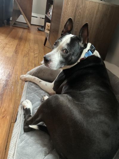 Lucky Charm the dog lying on a dog bed on a wooden floor