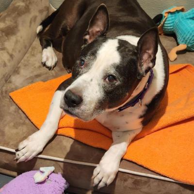 Lucky Charm the dog lying on an orange blanket