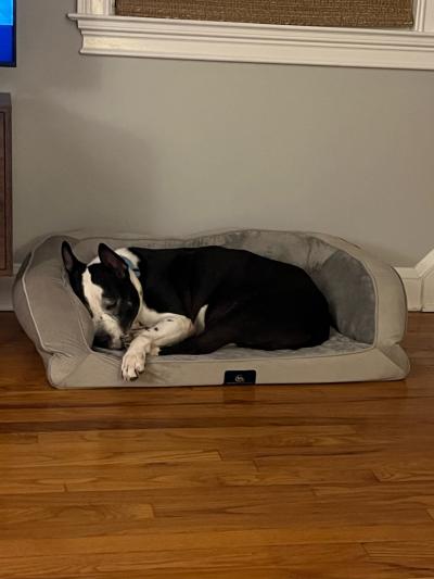 Lucky Charm the dog sleeping on a dog bed