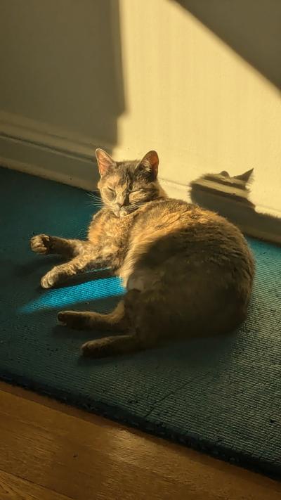 Pumba the cat lying in a sunbeam