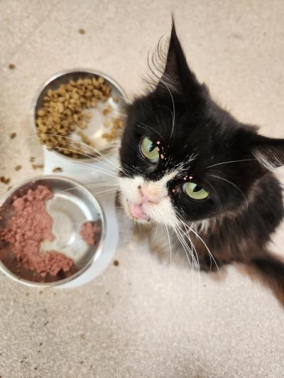 Jessie the cat with her tongue out beside two bowls of food