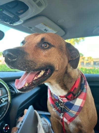 Koa the dog wearing a bandanna and in the passenger seat of a vehicle