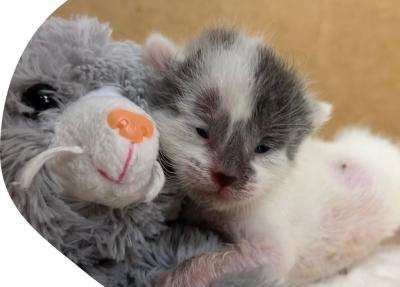 Sora the neonatal kitten next to a stuffed toy