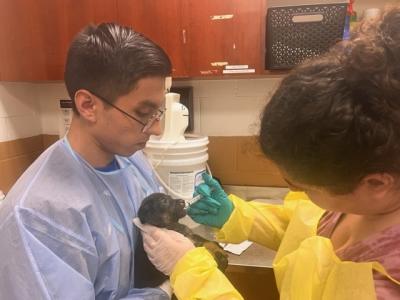 Two people syringing food or medicine into a puppy