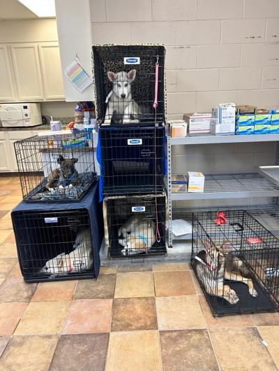 Five dogs in wire crates for the pet spay-neuter-a-thon in Brownville