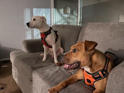 Kiba and Ruger the dogs lying on a couch together