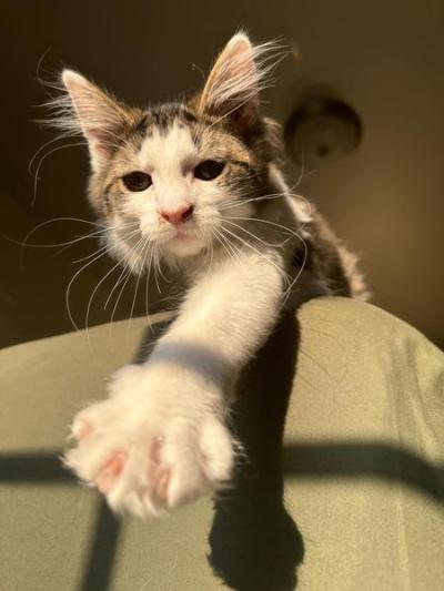 Cat reaching down with a paw