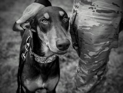 Black and white photo of Maddie the dog beside a person wearing camouflage pants