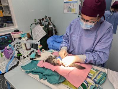 Veterinarian performing a sterilization surgery on a cat