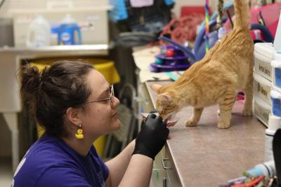 A cat receives medication mixed with wet food at Nebraska Humane Society.