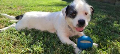 Rexie the dog lying in the grass with a toy ball