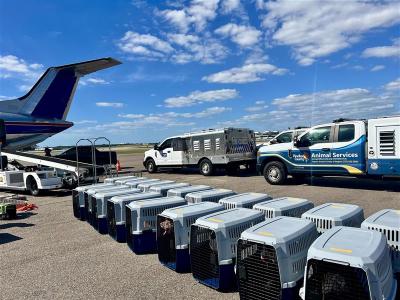 Multiple carriers containing animals lined up next to an airplane