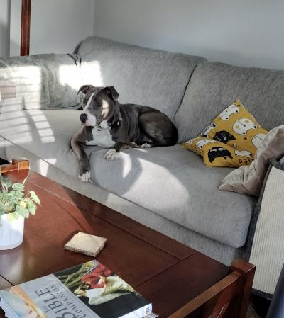 Chavonne the dog lying on a couch at her new home