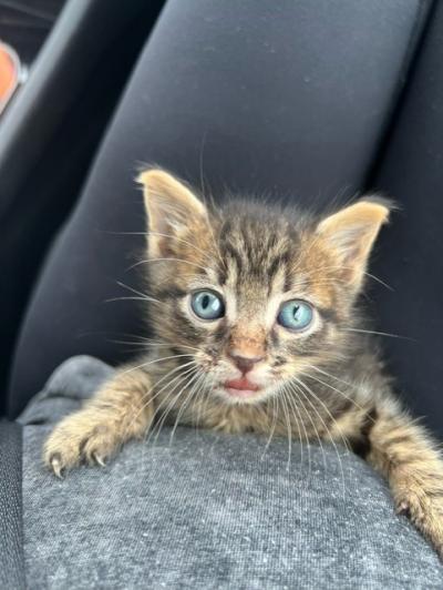 Flabbergast the tabby kitten