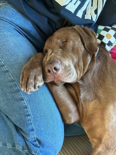 Sid/spud the dog sleeping with his head and front paw on a person's lap