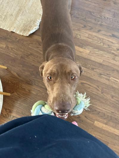 Sid, now Spud, with his rope toy in his mouth