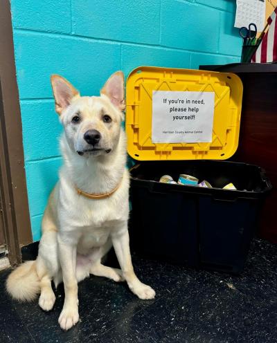 Dog sitting next to bin for people to give donations to people in need