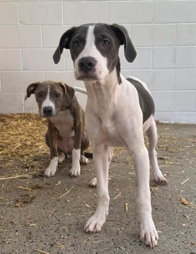 Pluto the puppy at his new home with his sister dog, Herbie