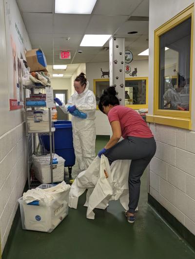 Two people in a shelter hallway getting into protective clothing to protect against parvo transmission