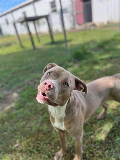 Dog outside on green grass