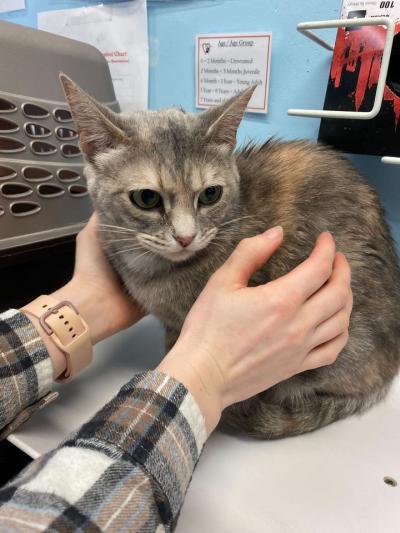 Person's hands holding a dilute calico cat next to a carrier