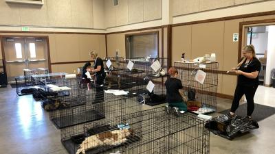 Person walking into a room with animals in wire crates while two other people are interacting with the animals