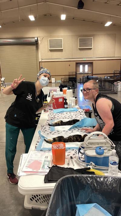 Two people beside a table with sedated cats to be fixed