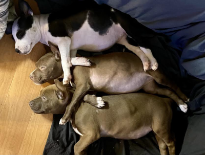 Three puppies sleeping next to each other