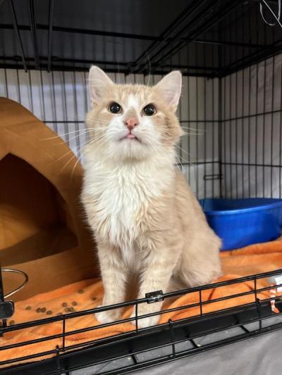 Tango the cat in a wire kennel