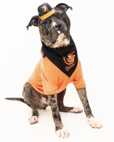 Tanner the dog wearing an Orioles shirt and hat