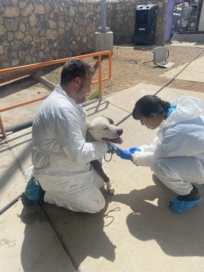 People doing a medical procedure on Dude the dog while outside in protective gear