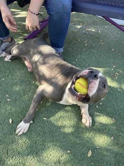 Dude the dog lying on some Astroturf with a ball in his mouth 