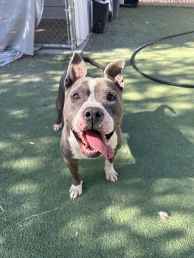 Dude the gray and white pit-bull-type dog with upright ears and tongue out of his open mouth